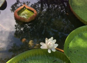 Water lily floating on still water with soft natural light and surrounding lily pads